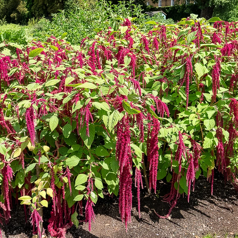 Roter Fuchsschwanz