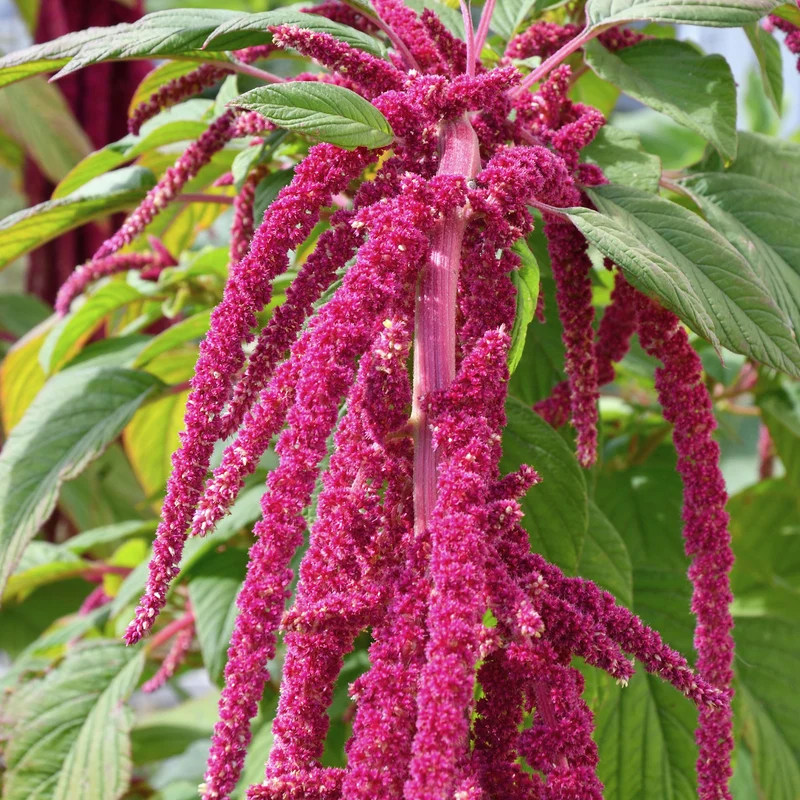 Roter Fuchsschwanz