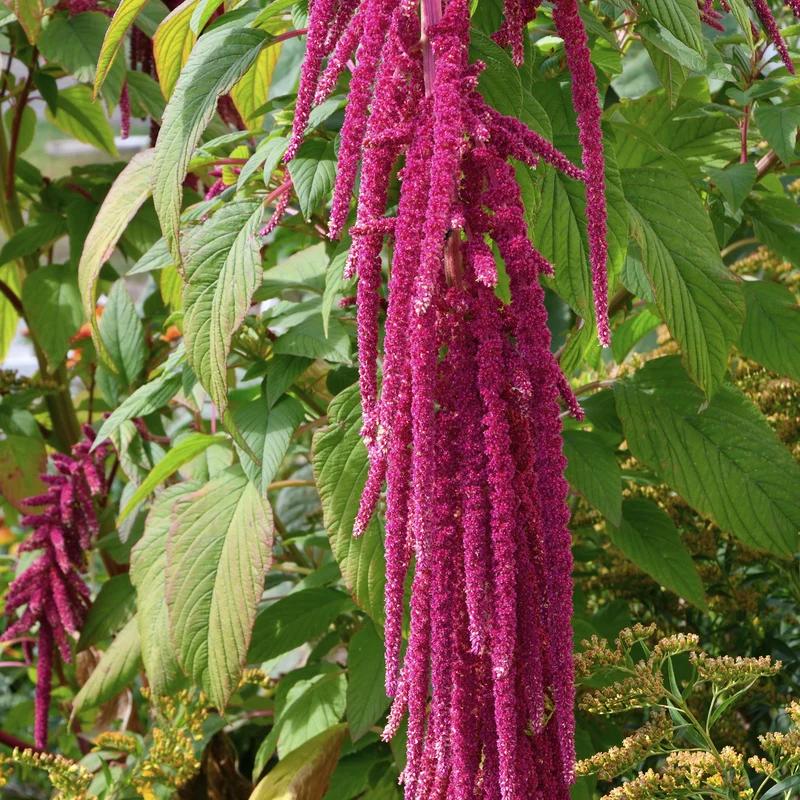 Roter Fuchsschwanz