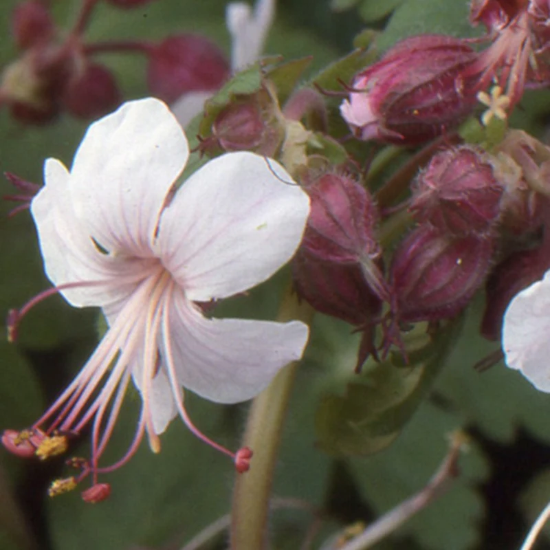 Garten-Storchschnabel Spessart