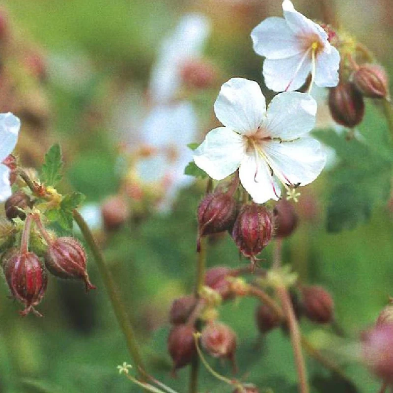 Garten-Storchschnabel Spessart