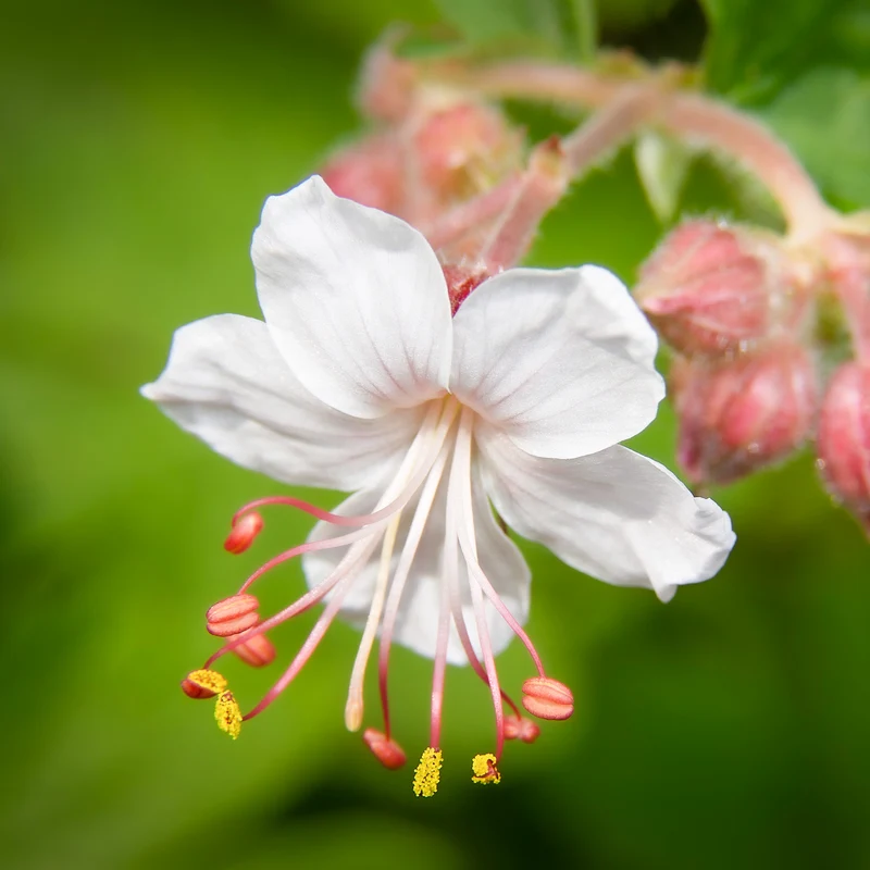 Garten-Storchschnabel Spessart