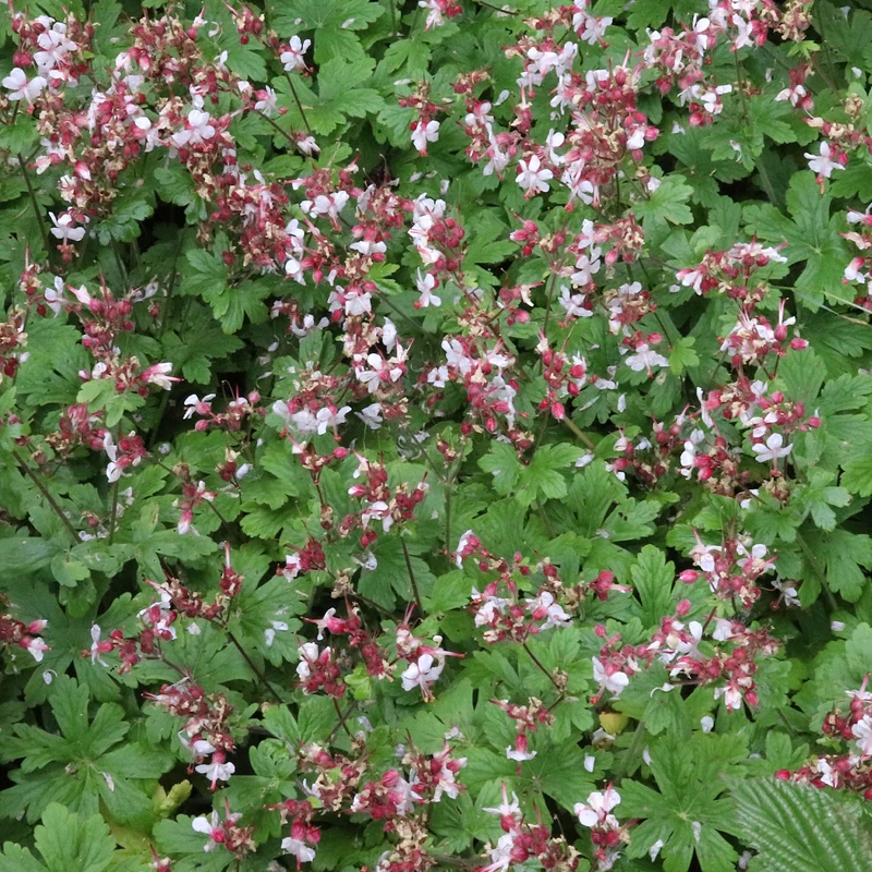 Garten-Storchschnabel Spessart