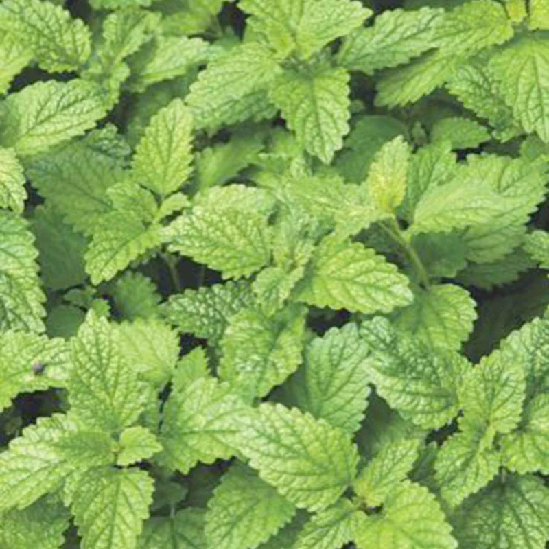 Zitronenmelisse Melissa officinalis