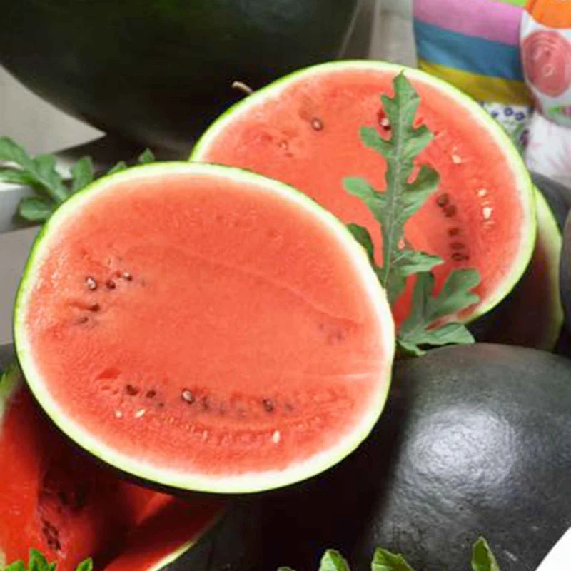 Wassermelone Citrullus 'Sugar Baby'