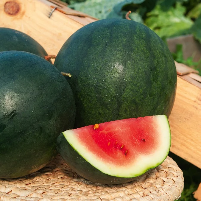 Wassermelone Citrullus 'Sugar Baby'