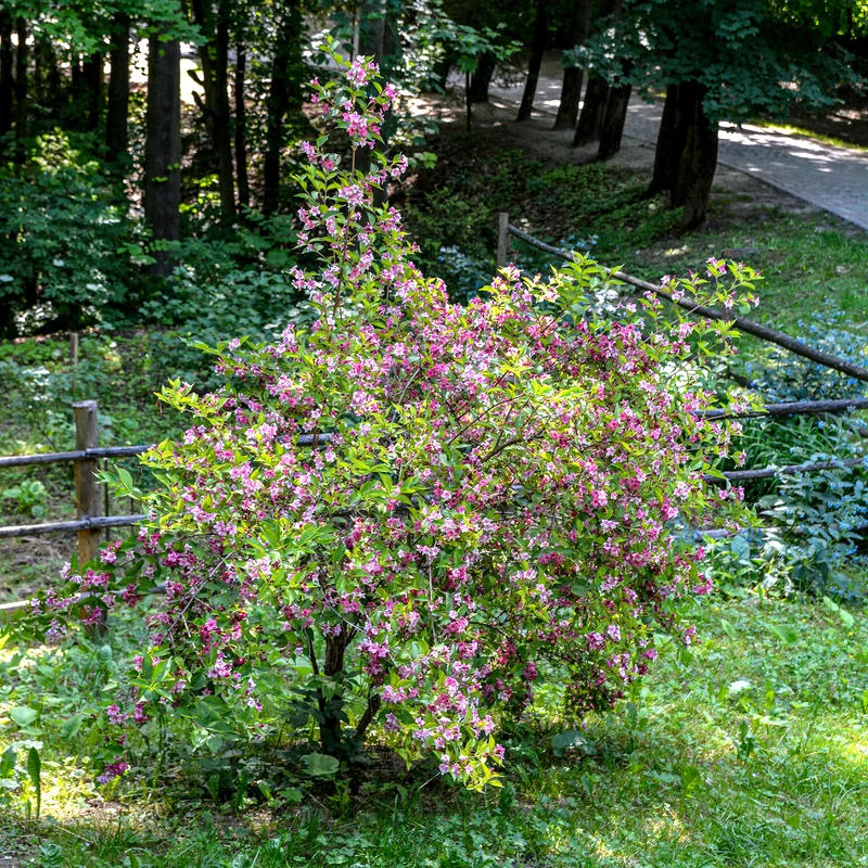 Weigelie ‘Pink Princess’