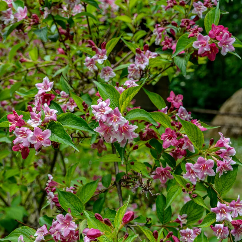 Weigelie ‘Pink Princess’