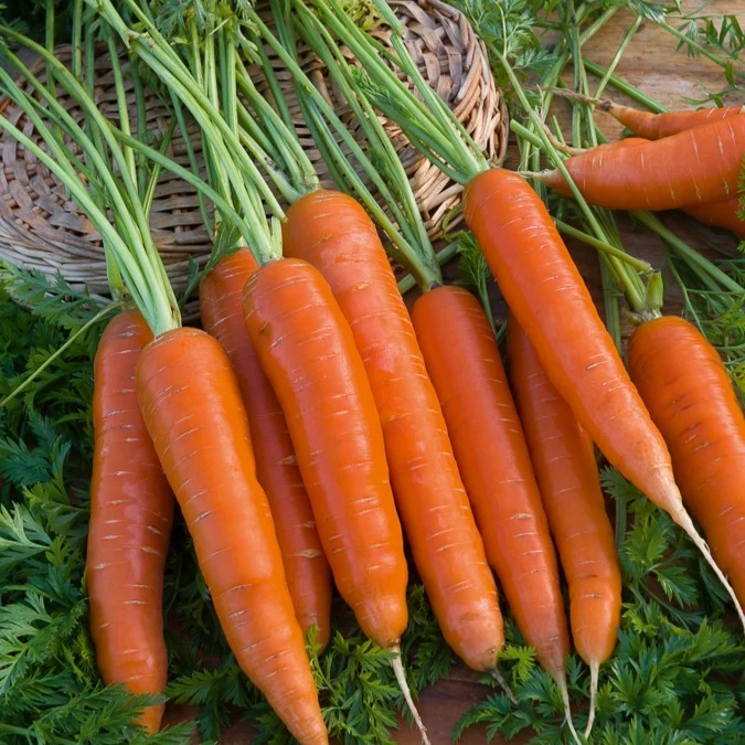 Möhre ‘Berlicum 2’