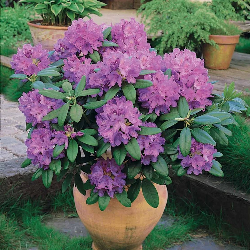 Rhododendron catawbiense 'Grandiflorum'