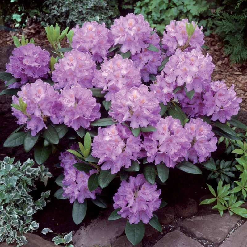 Rhododendron catawbiense 'Grandiflorum'