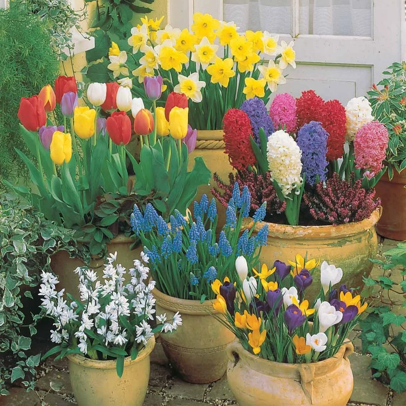 Zwiebeln-Kollektion Terrasse & Garten (x75)