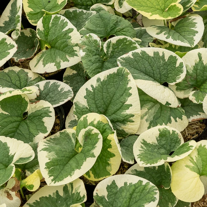 Panaschiertes Kaukasus-Vergissmeinnicht