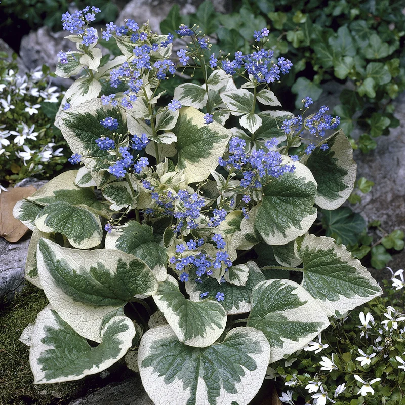 Panaschiertes Kaukasus-Vergissmeinnicht