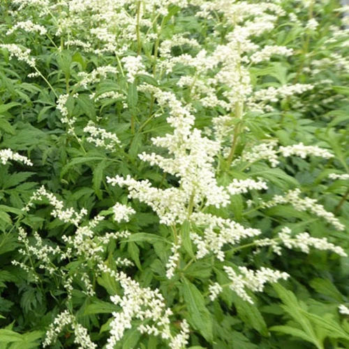 Milchiger Beifuss Elfenbein