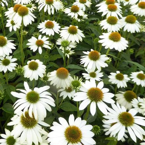 Sonnenhut ‘Pow Wow White’