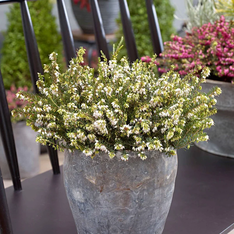 Winterheide 'White Perfection'