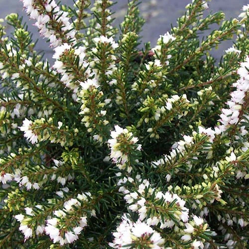 Winterheide 'White Perfection'