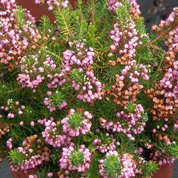 Cornwall-Heide ‘St Keverne’