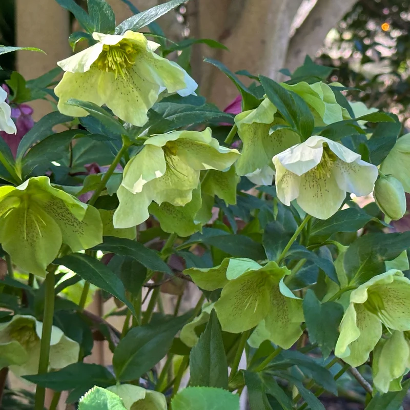 Lenzrose ‘Green Spotted’