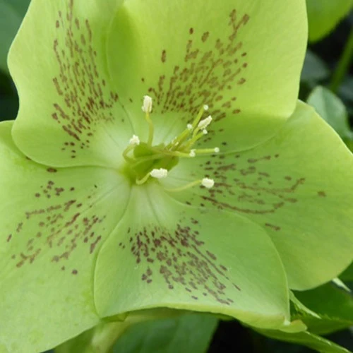 Lenzrose ‘Green Spotted’