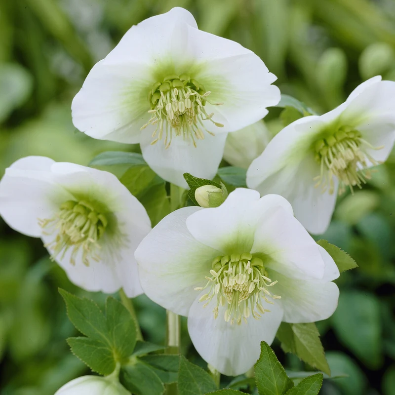 Lenzrose ‘White Lady’