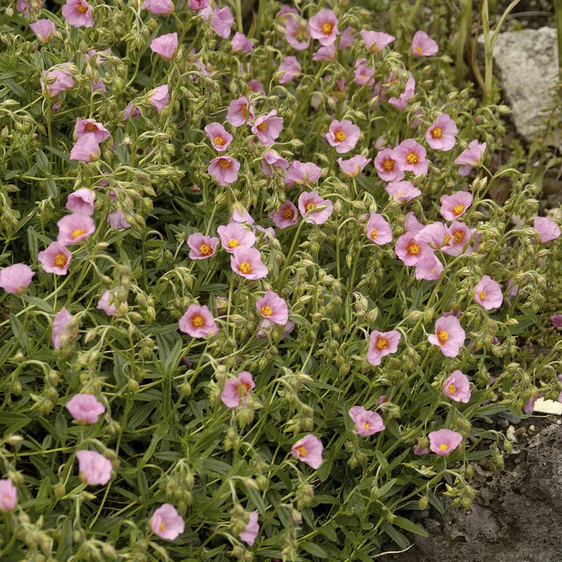 Sonnenröschen 'Lawrenson´s Pink'