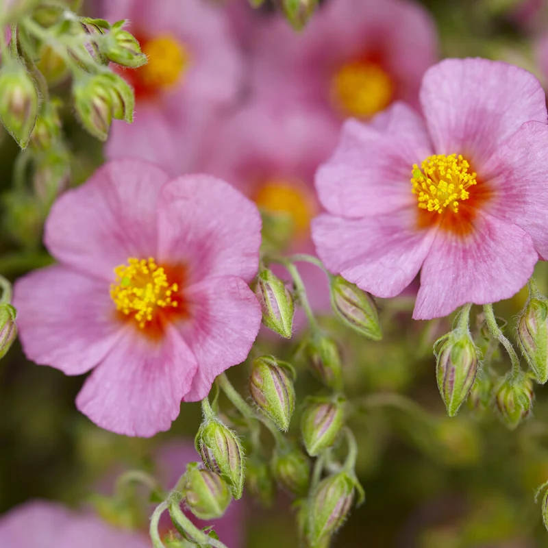 Sonnenröschen 'Lawrenson´s Pink'