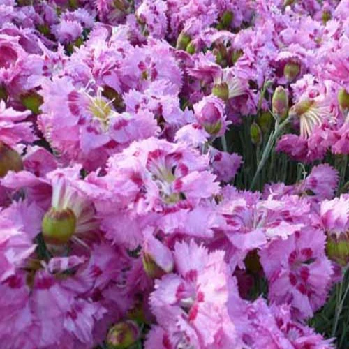 Feder-Nelke 'Maggie'