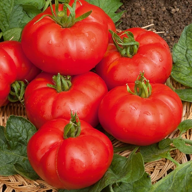 Fleischtomate Marmande