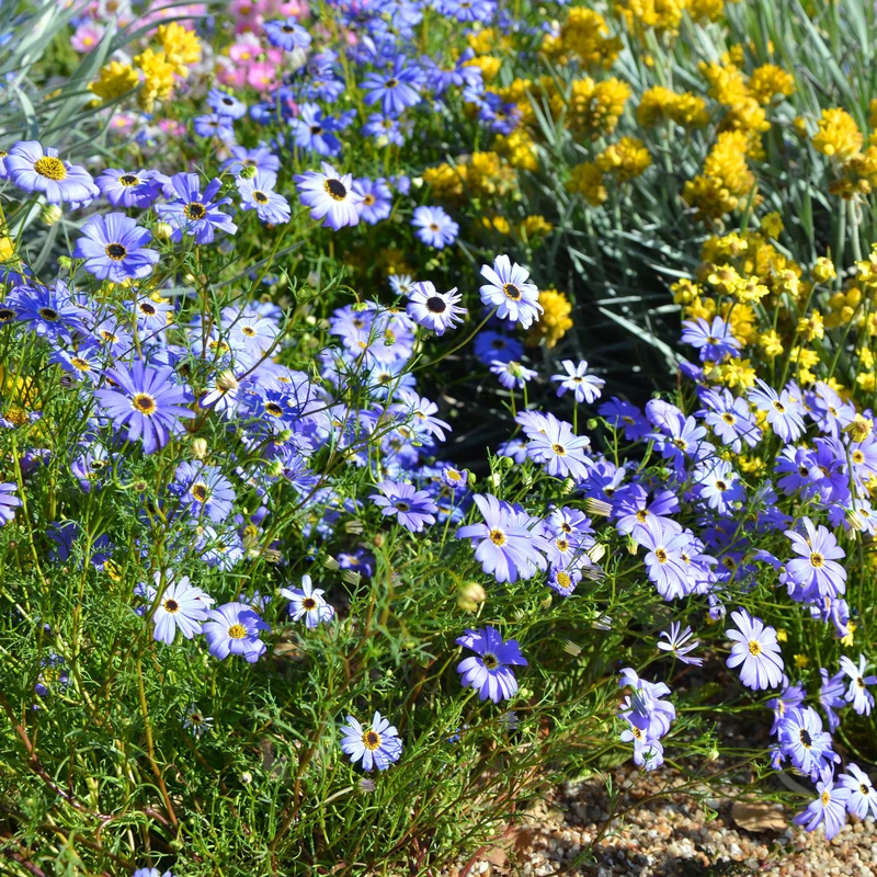 Brachyscome blau