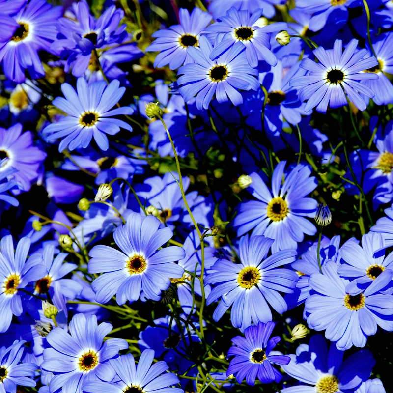 Brachyscome blau