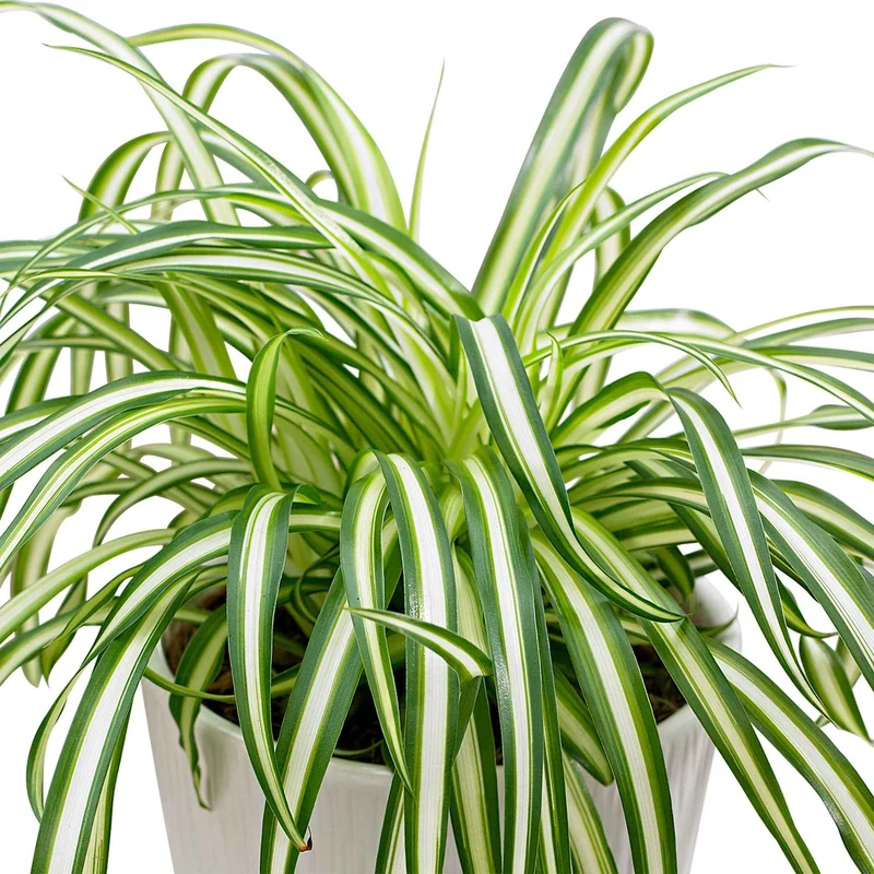 Grünlilie Chlorophytum 'Atlantic'