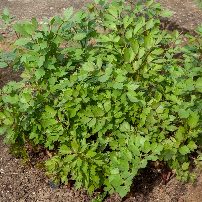Maggikraut Bio