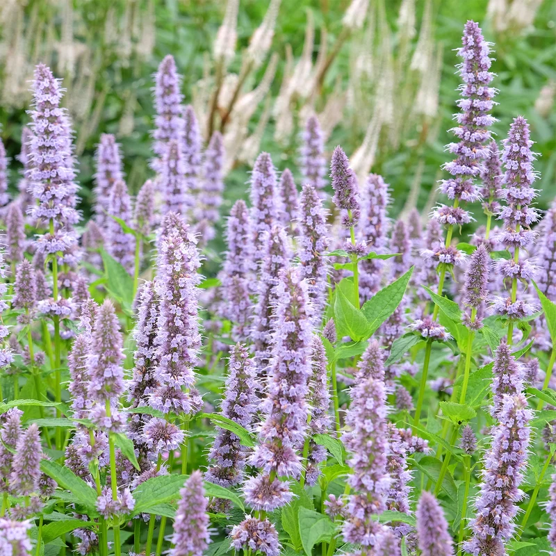 Duftnessel 'Blue Fortune'