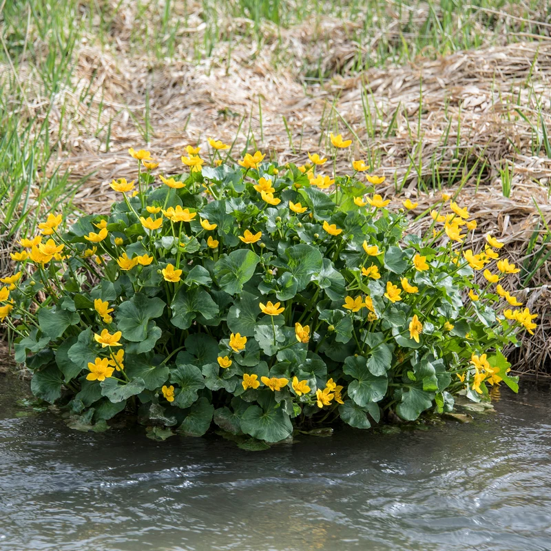 Sumpfdotterblume - Wasser-Ringelblume