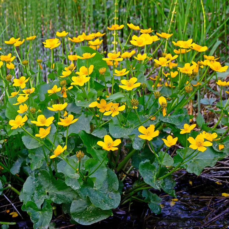 Sumpfdotterblume - Wasser-Ringelblume