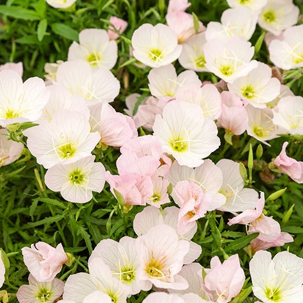 Nachtkerze Siskiyou Pink (x2)