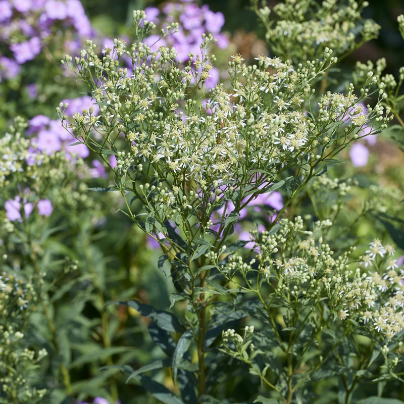 Dolden-Aster Weisser Schirm