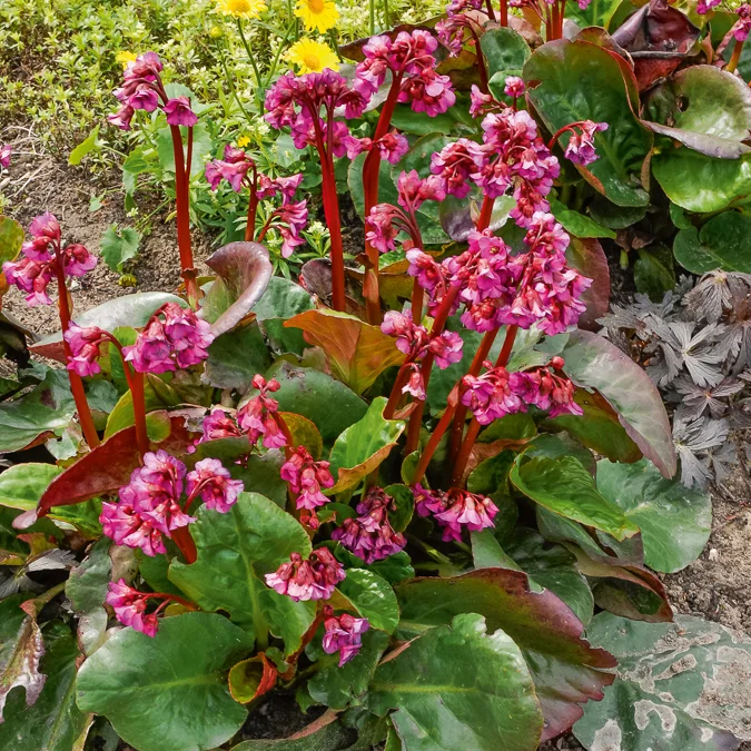 Bergenie ‘Abendglut’