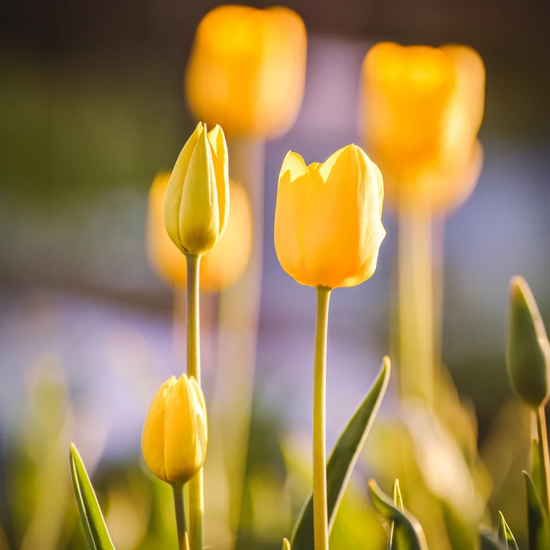 Langstielige Tulpe gelb (x5)