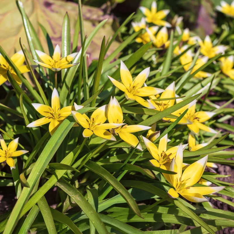 Wildtulpen Tarda (x10)