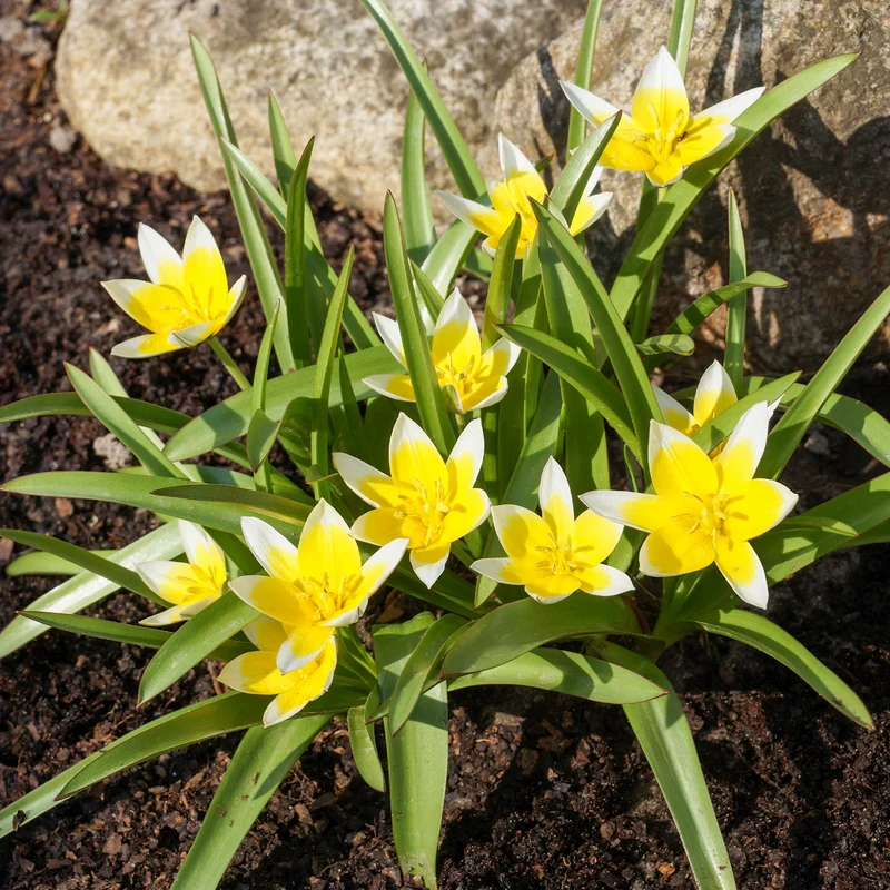 Wildtulpen Tarda (x10)
