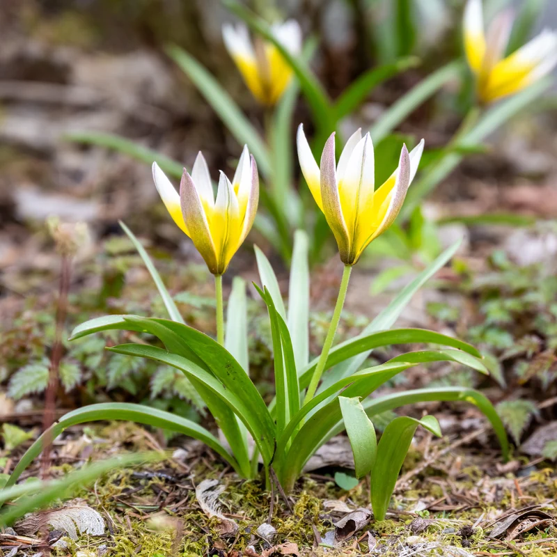 Wildtulpen Tarda (x10)