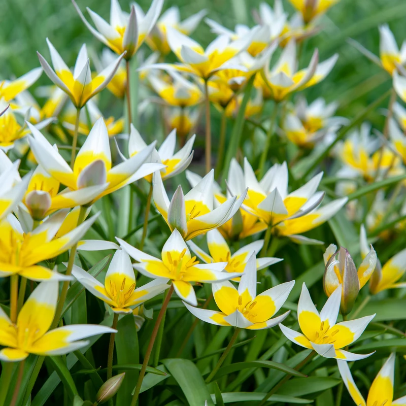 Wildtulpen Tarda (x10)