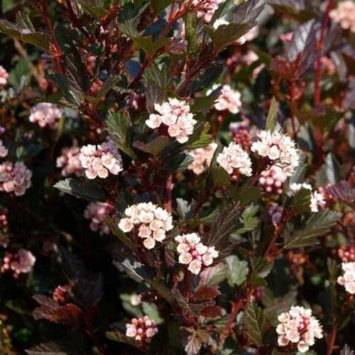 Blasenspiere ‘Little Devil’