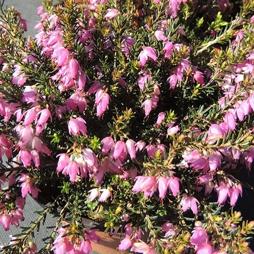Schneeheide Springwood Pink