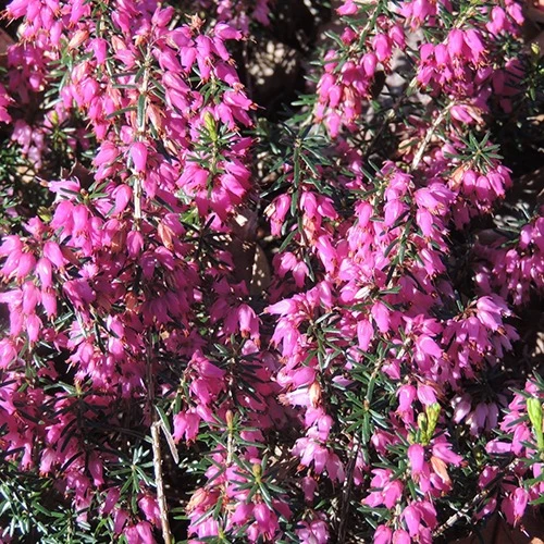 Schneeheide Springwood Pink