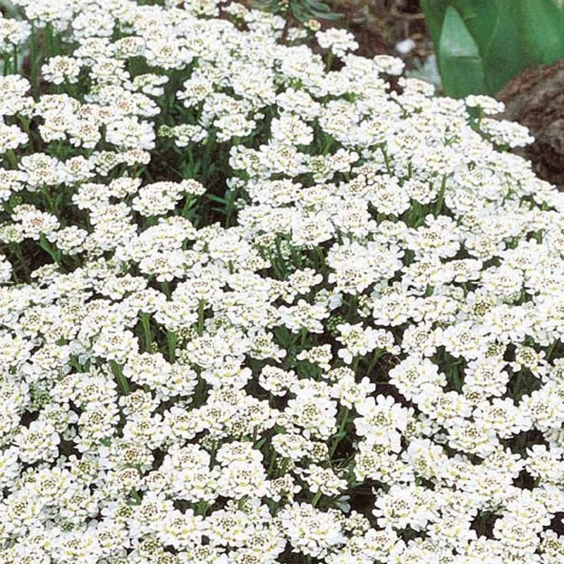 Immergrüne Schleifenblume