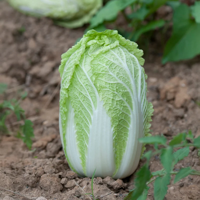 Chinakohl ‘Spectrum’ F1